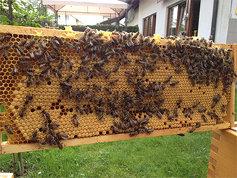 Bienen