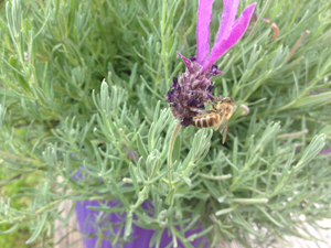 Bienenbestäubung