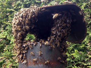 Bienenschwarm1