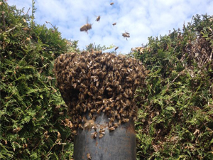 Bienenschwarm2